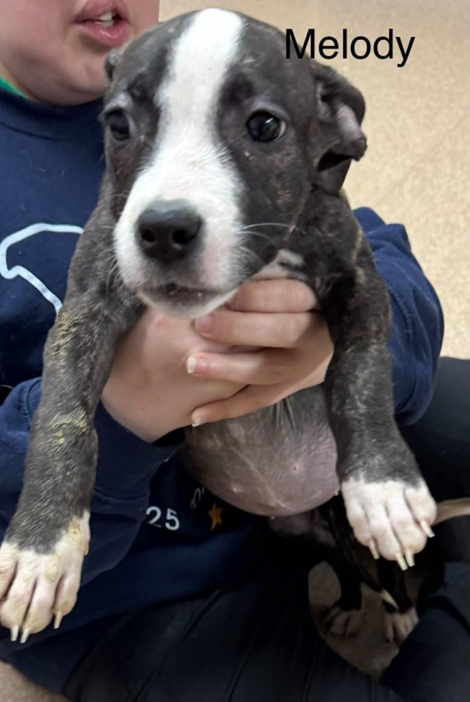 Enlarge Melody, a Adopted mixed breed in Utica, MI image 4/4