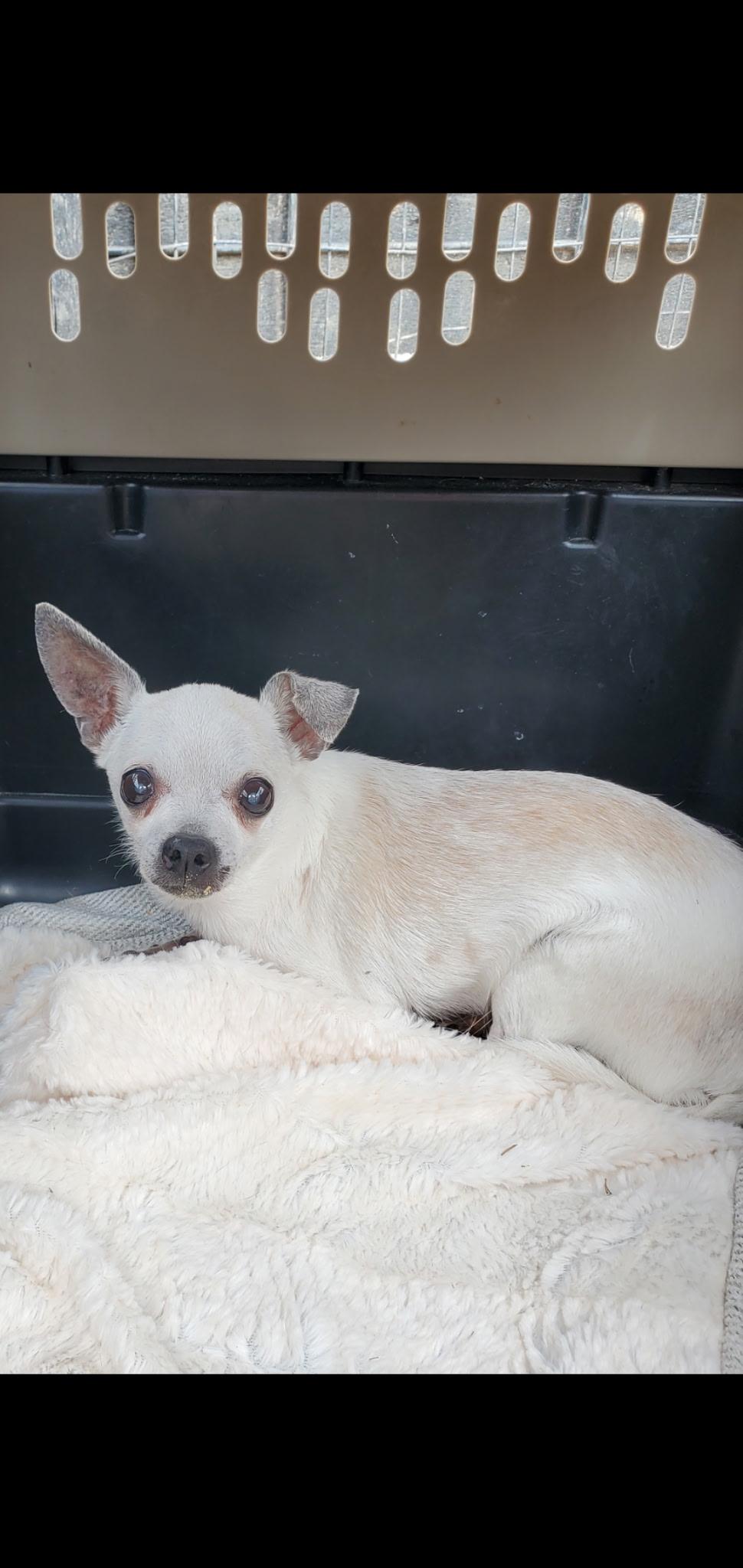 Enlarge Sugar, a ADOPTABLE Chihuahua in Louisville, KY image 1/1