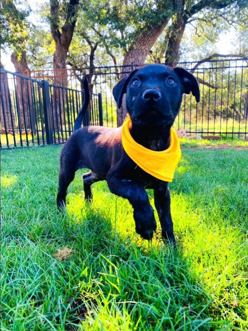 Baby Luna, an adoptable Labrador Retriever, Patterdale Terrier / Fell Terrier in Hermantown, MN, 55811 | Photo Image 6