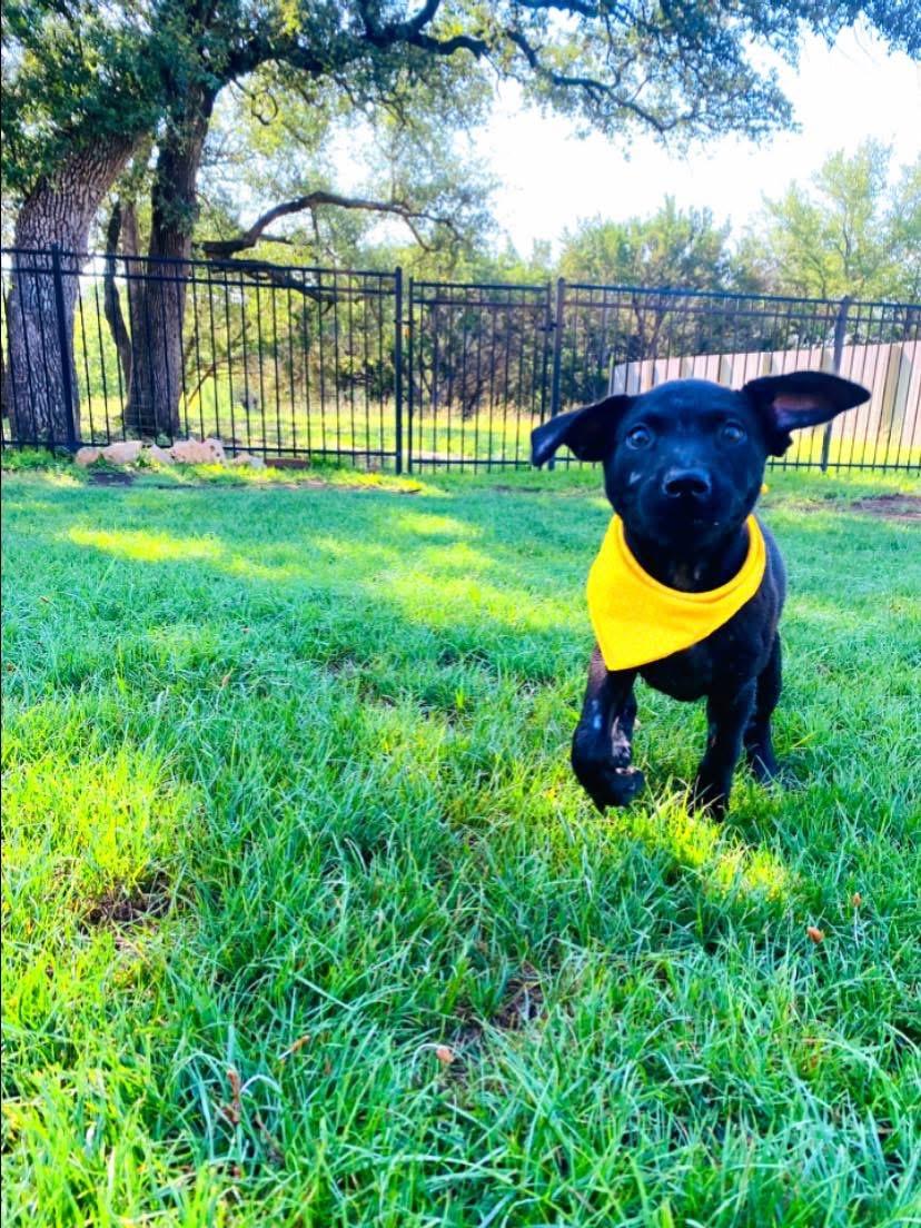 Baby Luna, an adoptable Labrador Retriever, Patterdale Terrier / Fell Terrier in Hermantown, MN, 55811 | Photo Image 2
