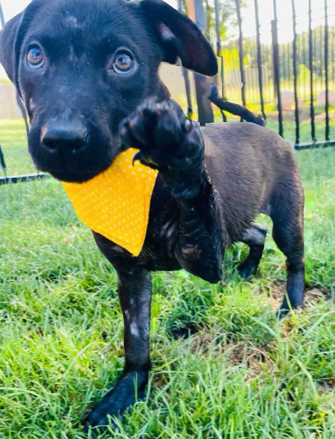 Baby Luna, an adoptable Labrador Retriever, Patterdale Terrier / Fell Terrier in Hermantown, MN, 55811 | Photo Image 5