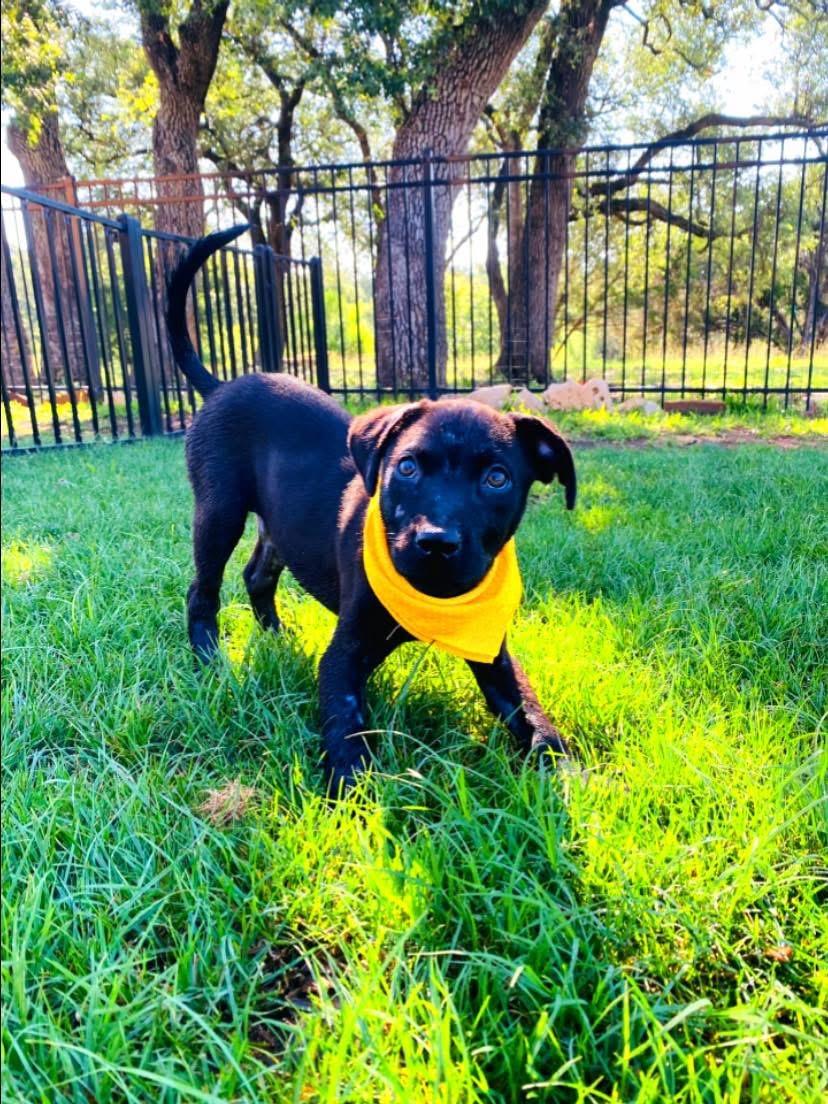 Baby Luna, an adoptable Labrador Retriever, Patterdale Terrier / Fell Terrier in Hermantown, MN, 55811 | Photo Image 4