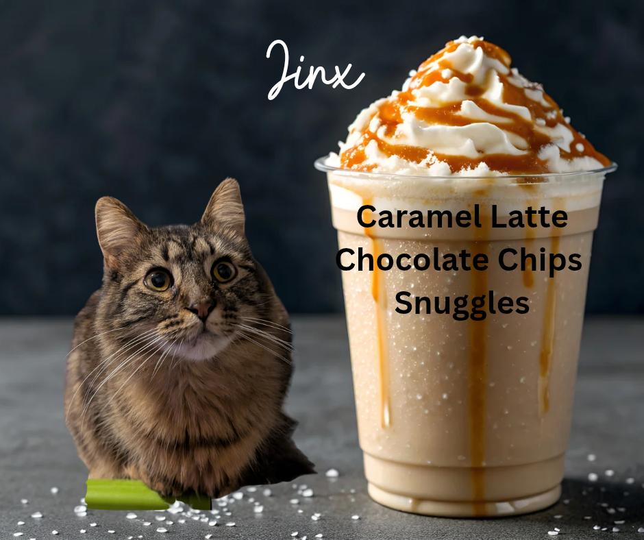 Jinx, Adopted, Young Male Domestic Medium Hair.