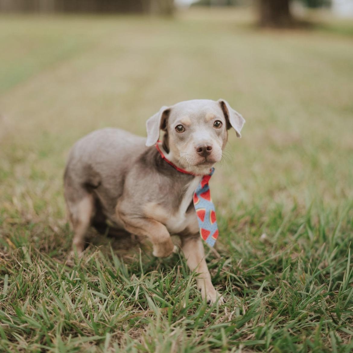 Enlarge Wolfie, a Adoptable mixed breed in Salem , OR image 2/3