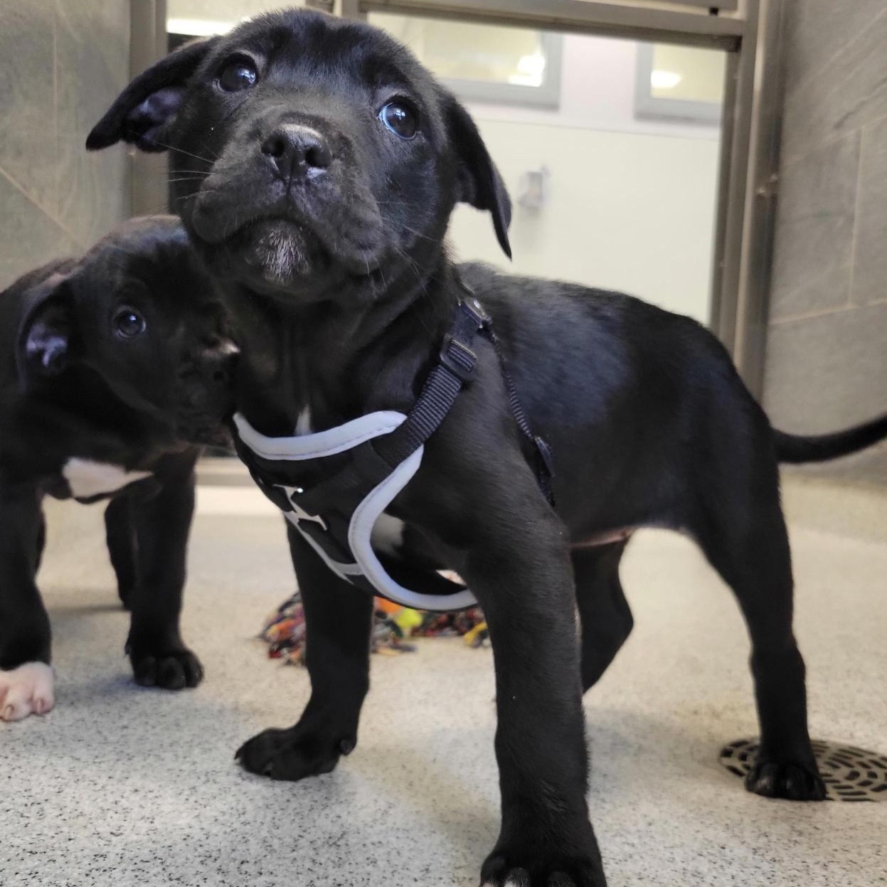 Clover, adopted, Puppy Female Mixed Breed.