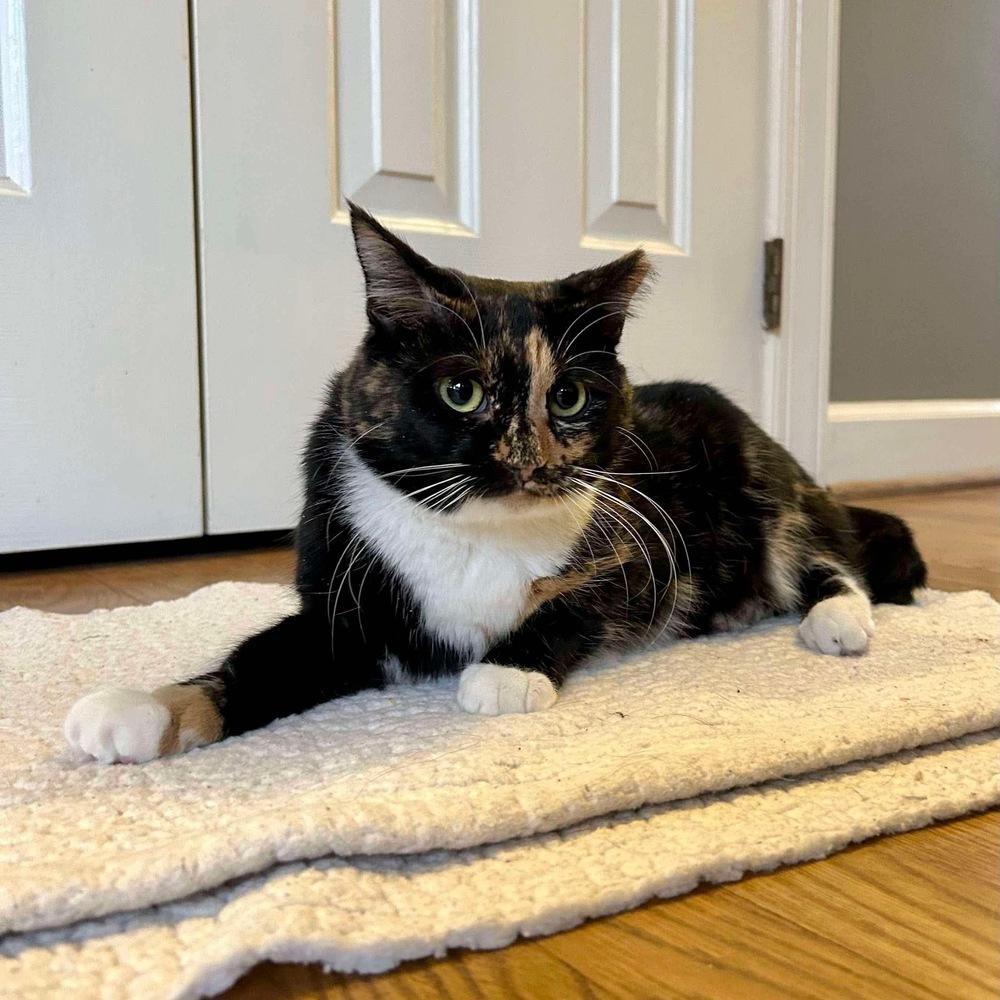 Magnolia, Adoptable, Young Female Domestic Short Hair.