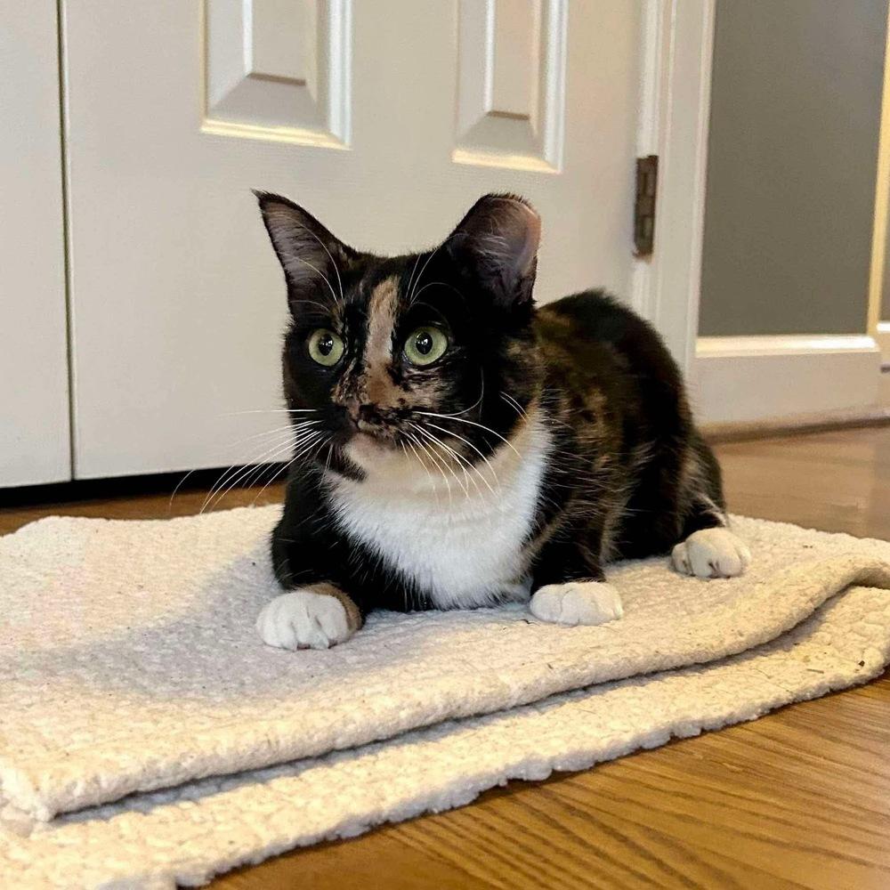 Enlarge Magnolia, a Adoptable Domestic Short Hair in Raleigh, NC image 2/6