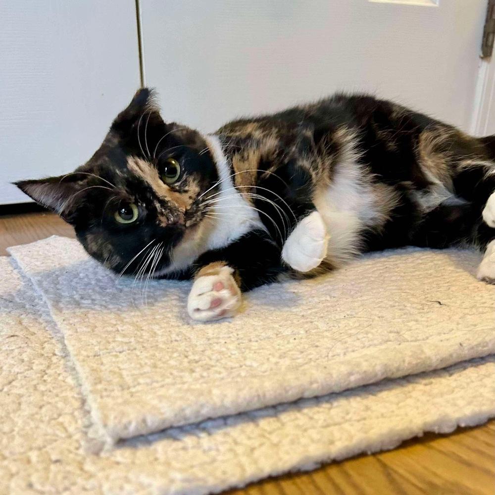 Enlarge Magnolia, a Adoptable Domestic Short Hair in Raleigh, NC image 3/6