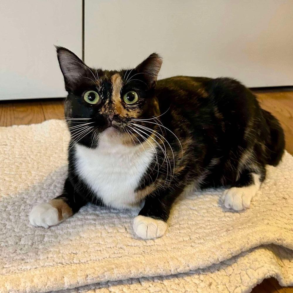 Enlarge Magnolia, a Adoptable Domestic Short Hair in Raleigh, NC image 4/6