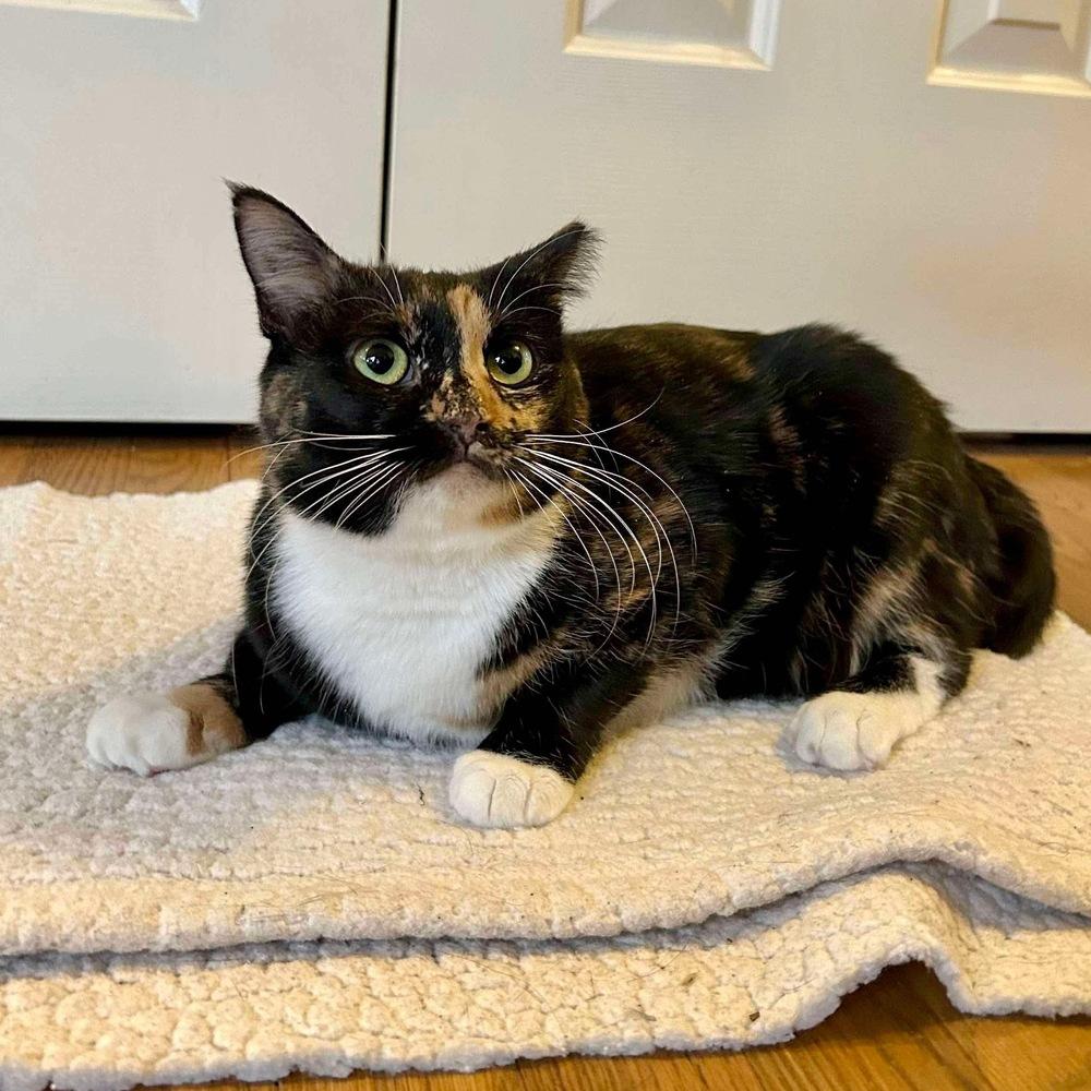 Enlarge Magnolia, a Adoptable Domestic Short Hair in Raleigh, NC image 5/6