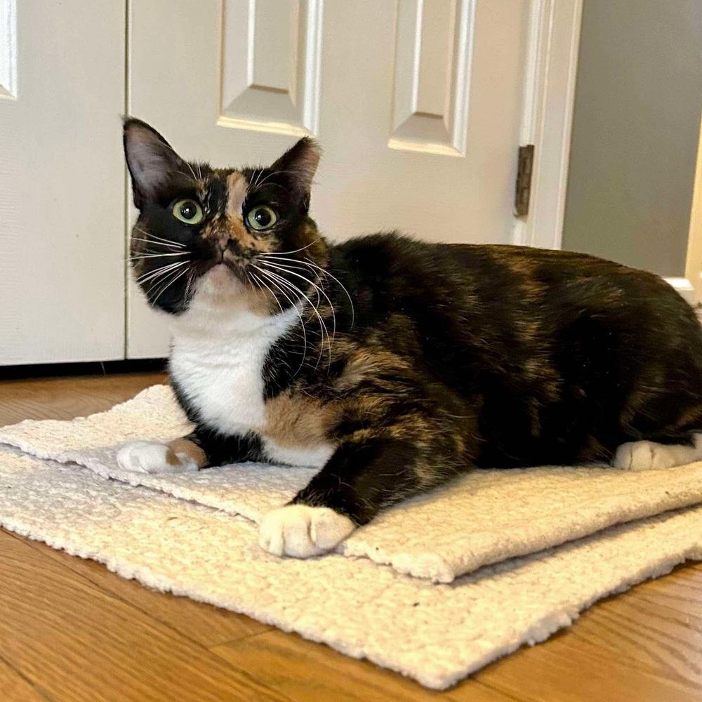 Enlarge Magnolia, a Adoptable Domestic Short Hair in Raleigh, NC image 6/6
