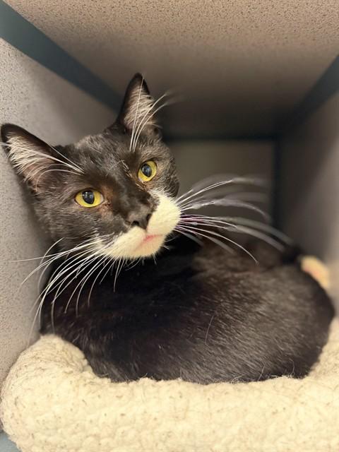 TUX, Adoptable, Adult Male Domestic Short Hair.