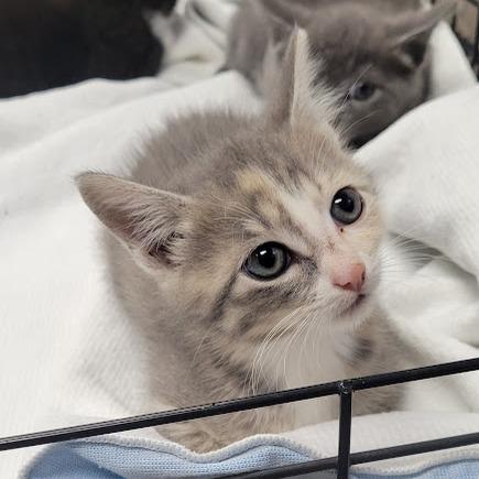 Mare, Adoptable, Kitten Female Domestic Short Hair.