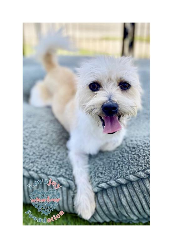 Luca COH is a 1 year old male Yorkie and Pomeranian Mix who was surrendered along with his brother 
