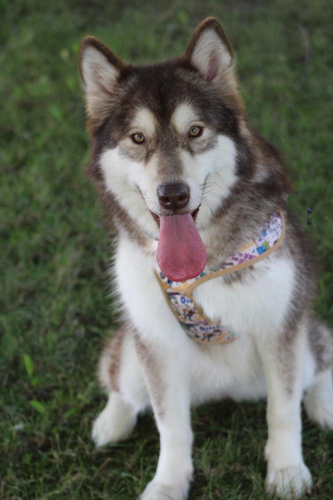 Blu, a Adoptable mixed breed in Lafayette, IN image 1/3
