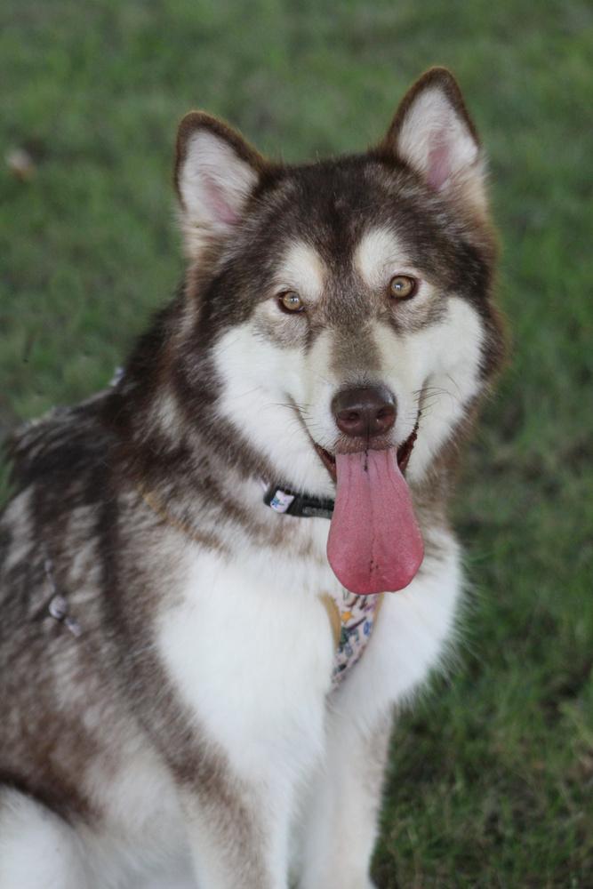 Blu, a Adoptable mixed breed in Lafayette, IN image 2/3