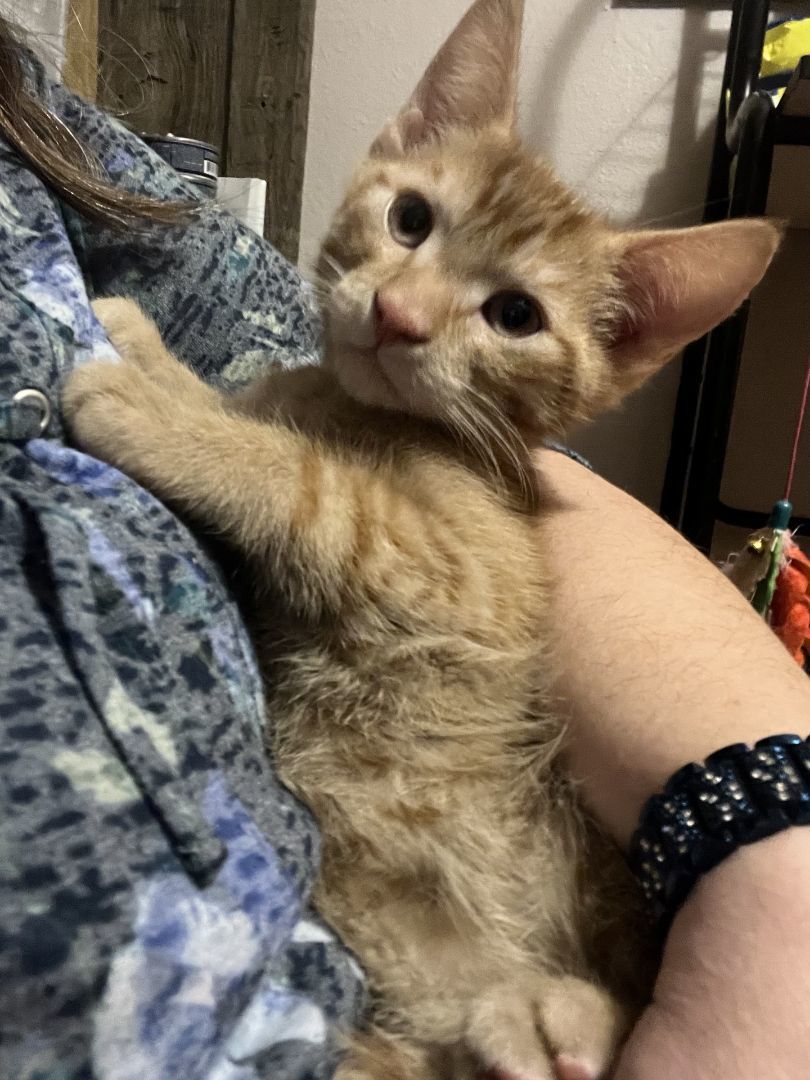 GARFIELD 3