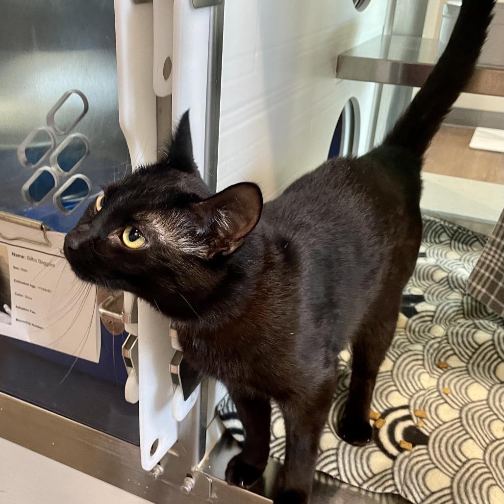 Enlarge Bilbo Baggins, a Adoptable Domestic Short Hair in Nashville, IN image 1/3