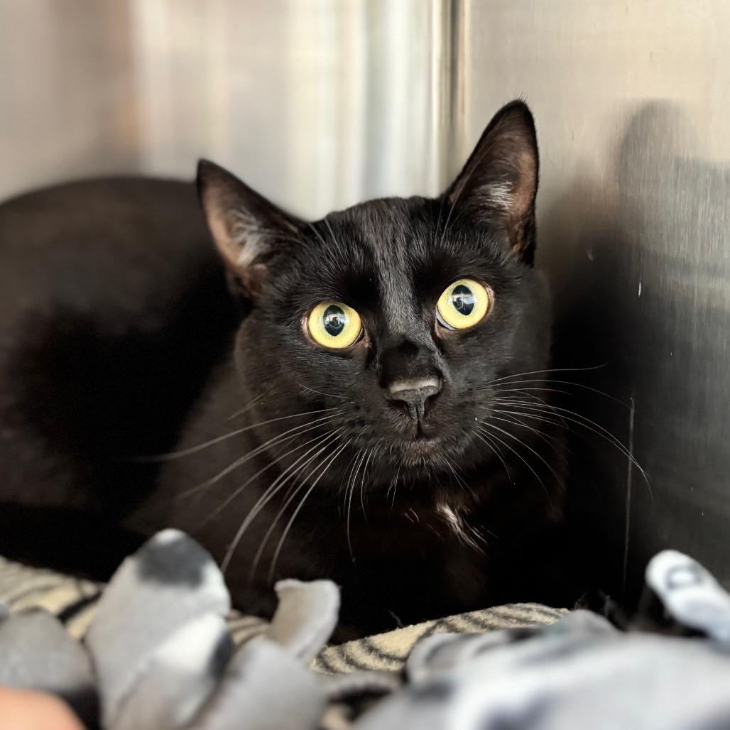 Enlarge Bilbo Baggins, a Adoptable Domestic Short Hair in Nashville, IN image 2/3