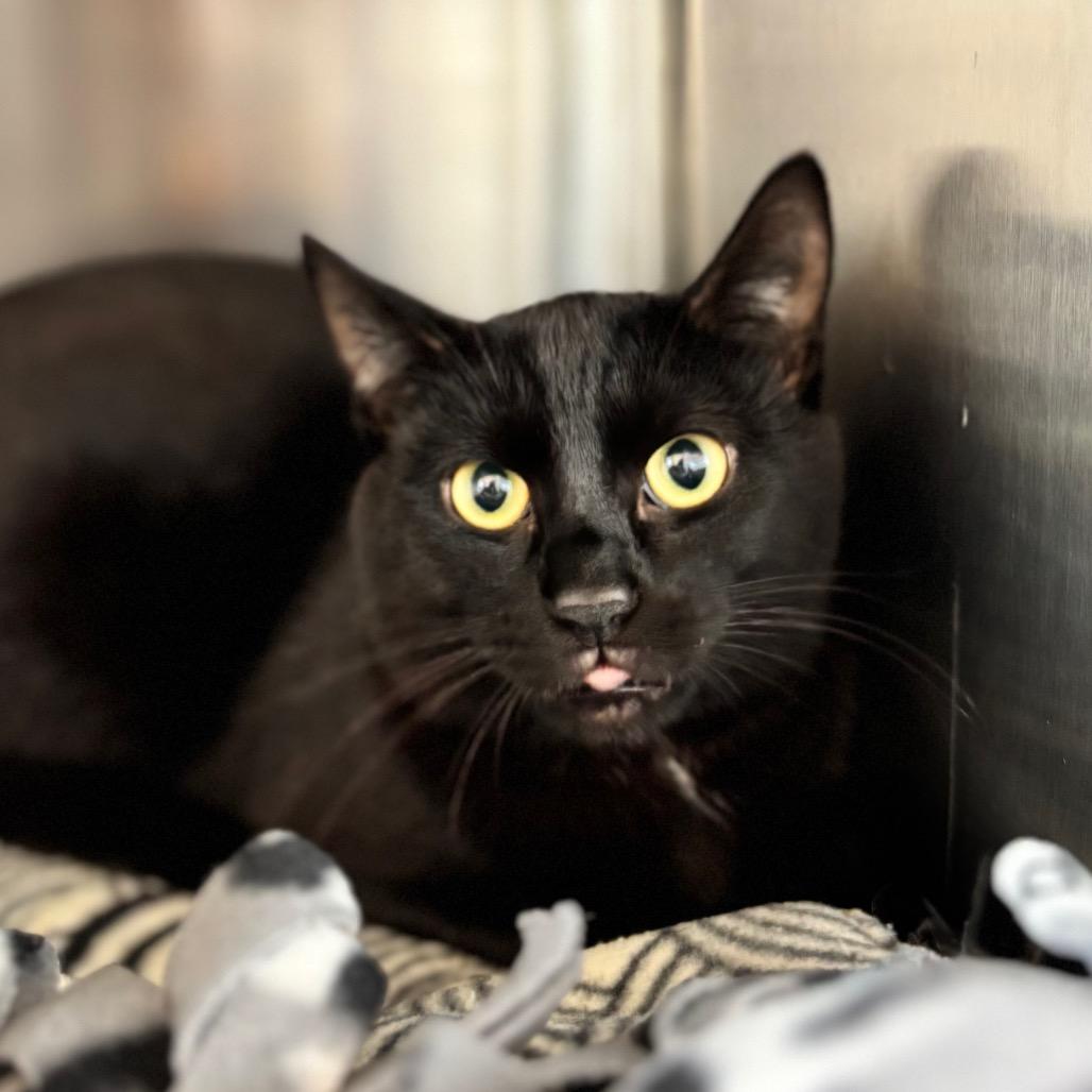 Enlarge Bilbo Baggins, a Adoptable Domestic Short Hair in Nashville, IN image 3/3