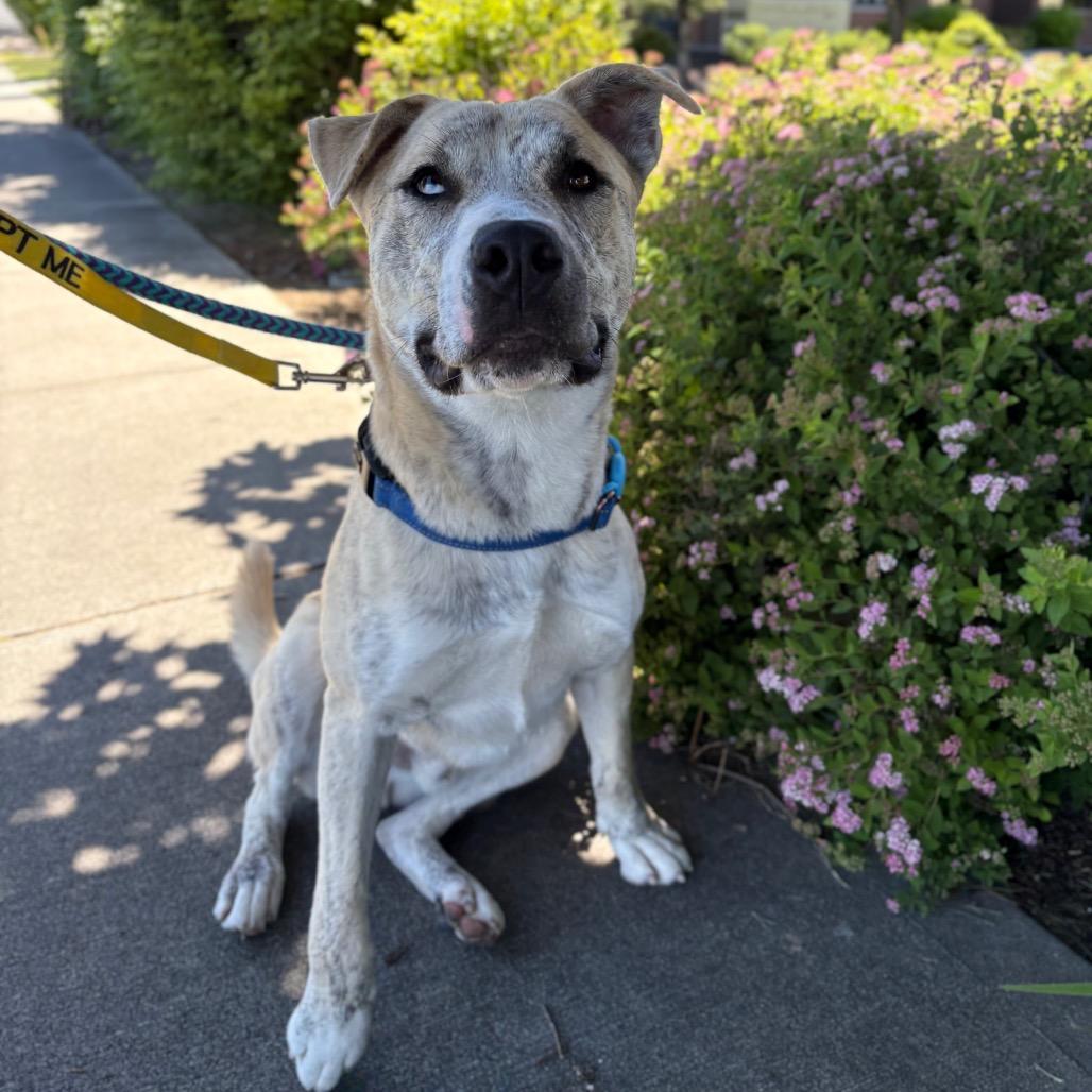Matrix, Adoptable, Young Male Mixed Breed.