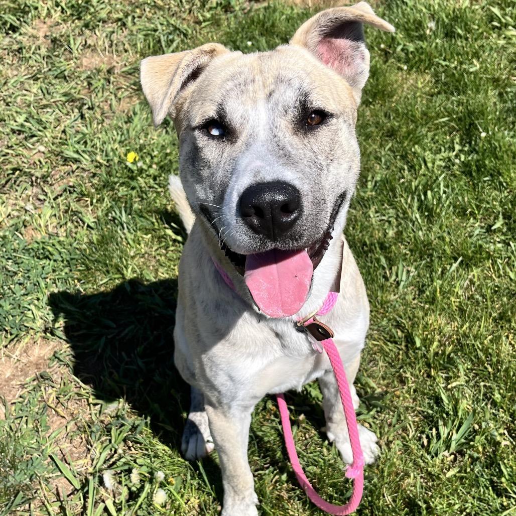 Matrix, a Adoptable Mixed Breed in Spokane, WA image 1/6