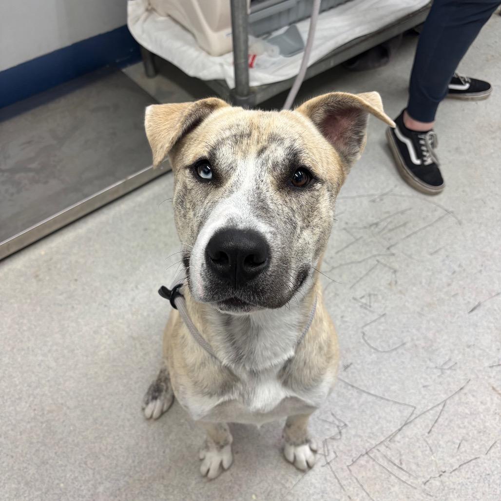 Matrix, a Adoptable Mixed Breed in Spokane, WA image 2/6