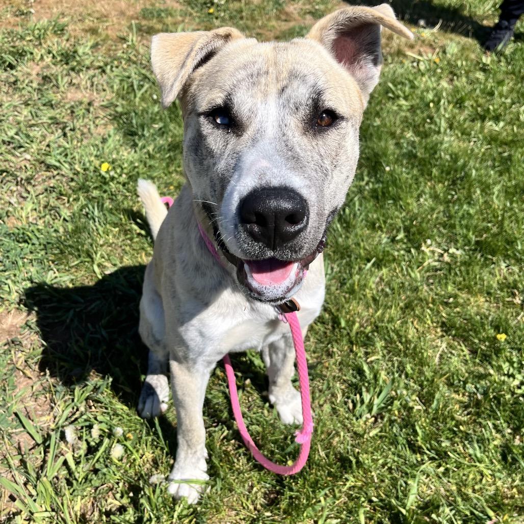Matrix, a Adoptable Mixed Breed in Spokane, WA image 3/6