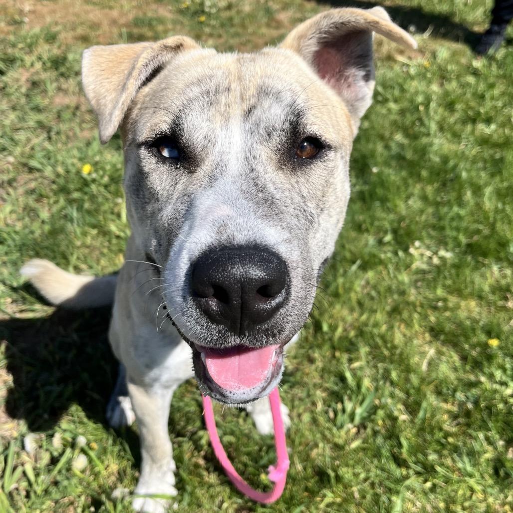 Matrix, a Adoptable Mixed Breed in Spokane, WA image 4/6