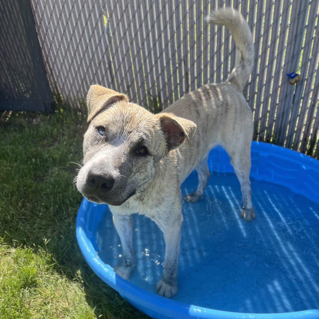Matrix, a Adoptable Mixed Breed in Spokane, WA image 5/6