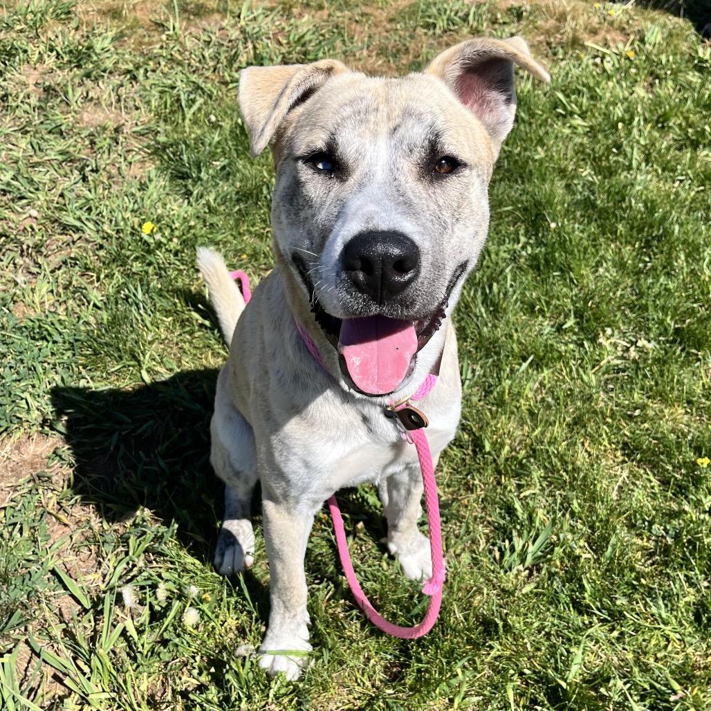 Matrix, a Adoptable Mixed Breed in Spokane, WA image 5/6