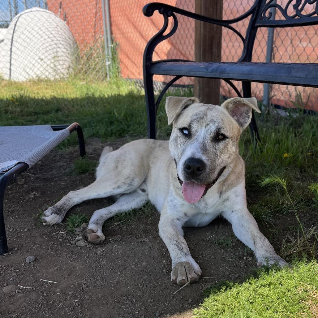 Matrix, a Adoptable Mixed Breed in Spokane, WA image 6/6