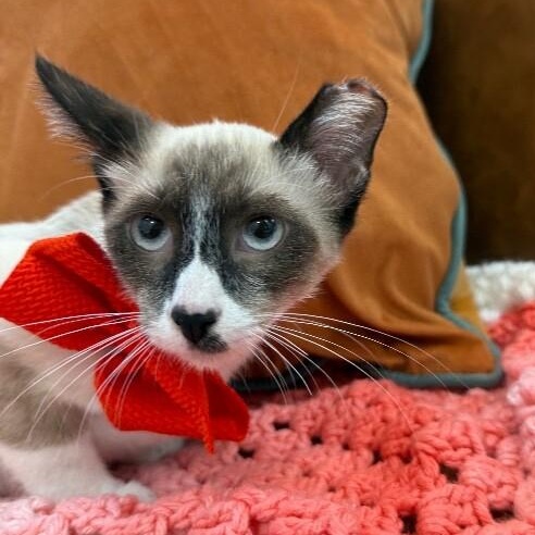 Bandit Boo — thumbnail 3