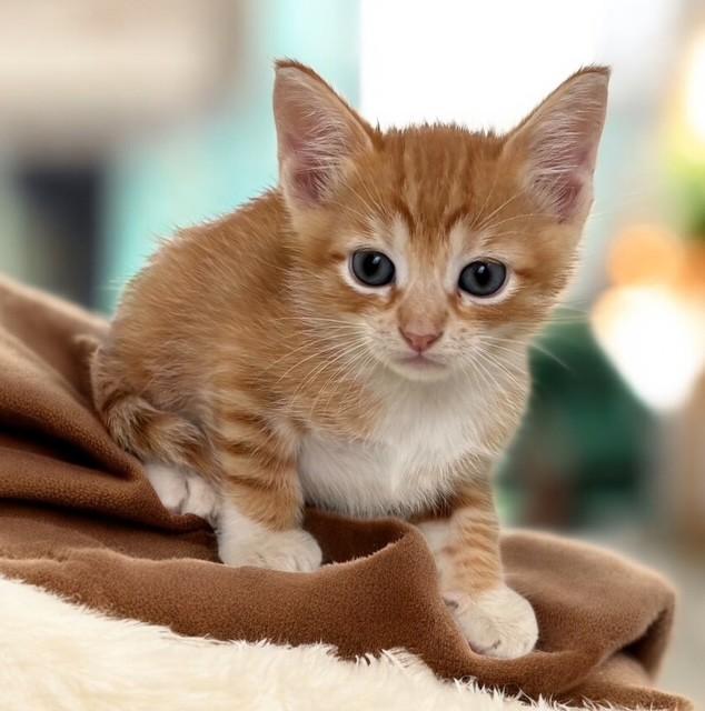 Enlarge Mel, a Adoptable Domestic Short Hair in DELRAY Beach, FL image 1/1