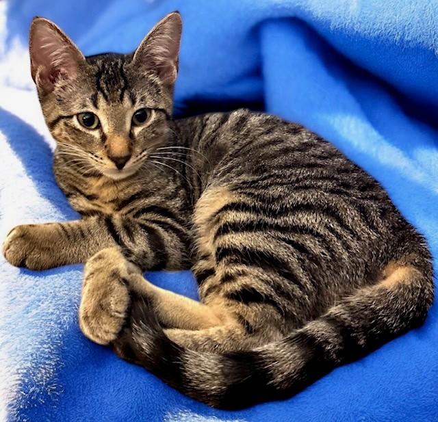 KennyG, Adoptable, Kitten Male Domestic Short Hair.