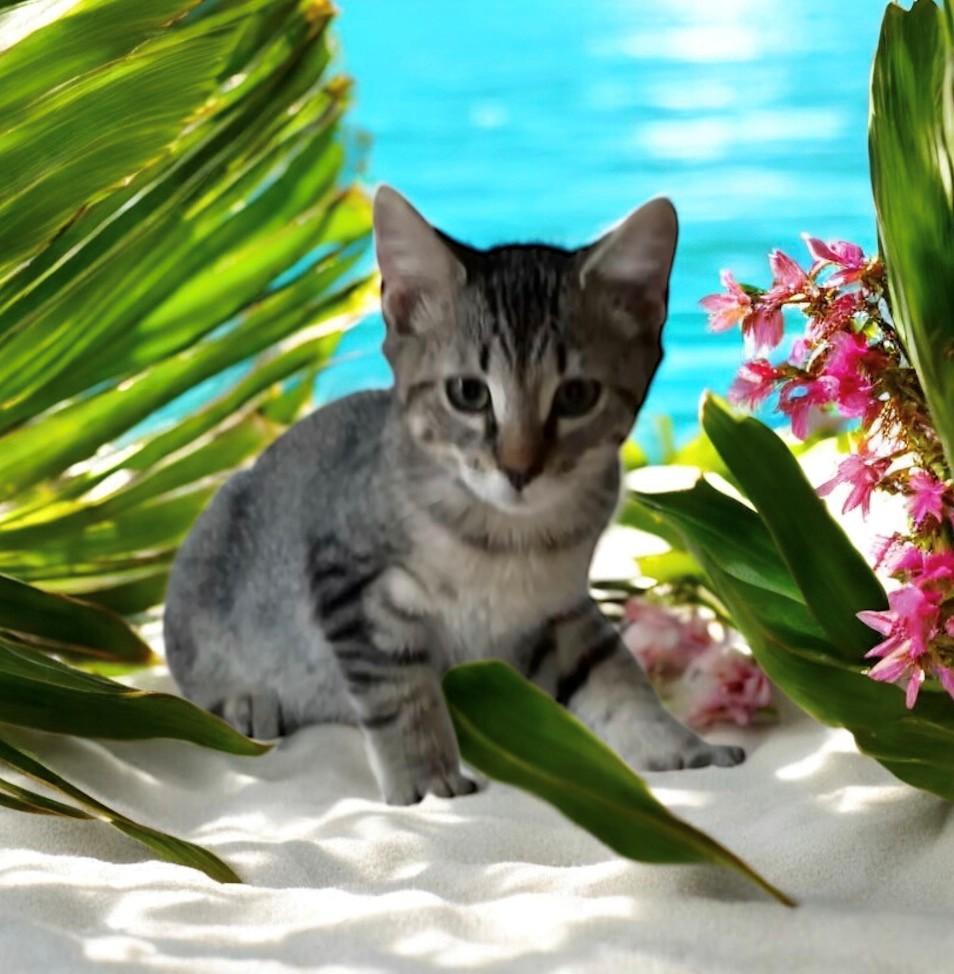 Enlarge KennyG, a Adoptable Domestic Short Hair in DELRAY Beach, FL image 1/2