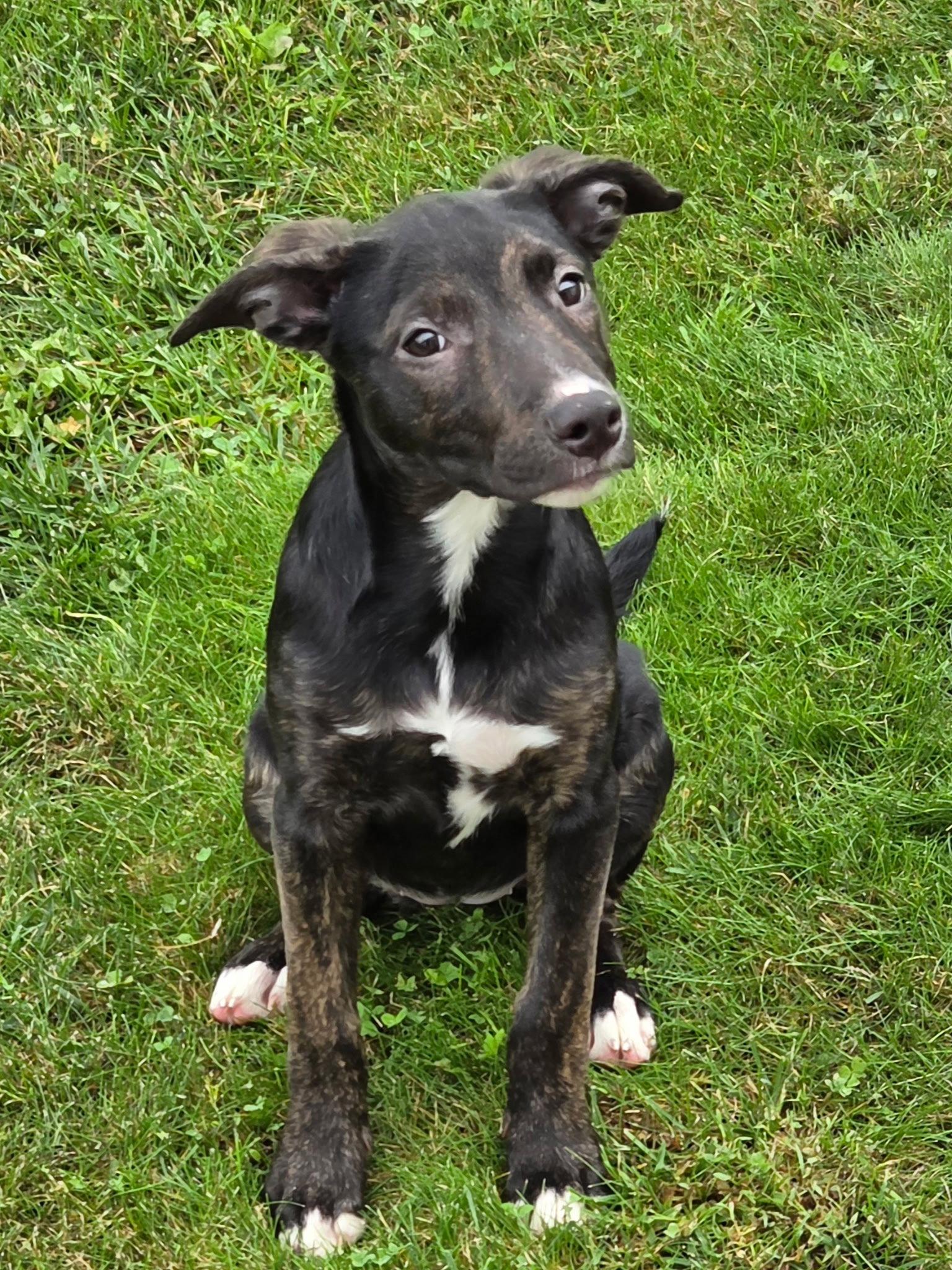 Enlarge Candy Litter:  Godiva, a Adoptable mixed breed in Berwick, PA image 1/3