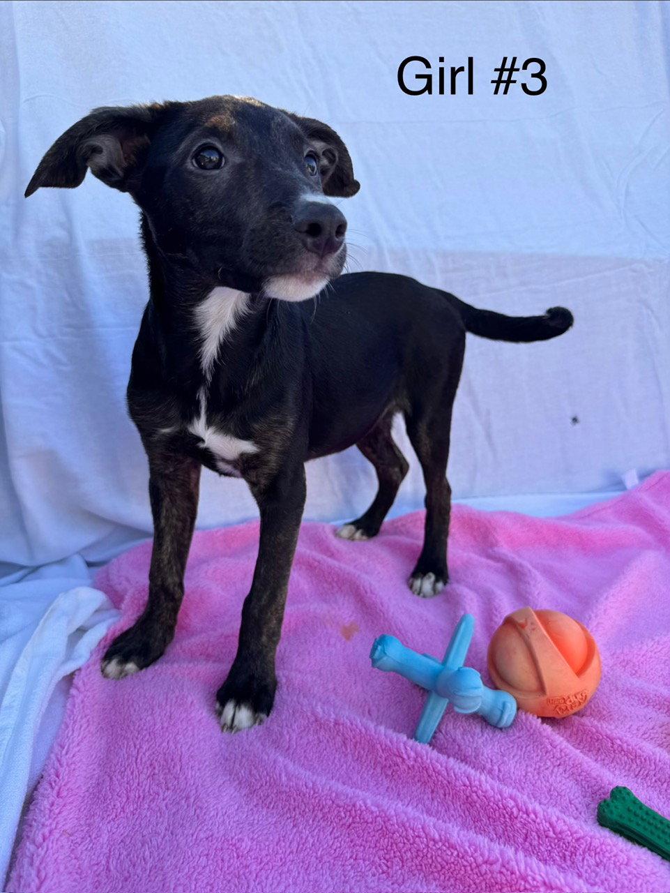 Enlarge Candy Litter:  Godiva, a Adoptable mixed breed in Berwick, PA image 3/3