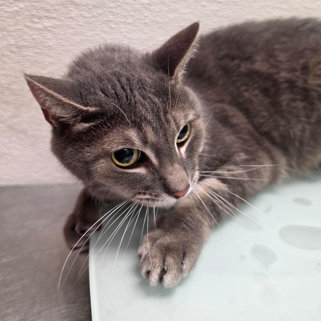 Rory, Adoptable, Senior Male Domestic Short Hair.