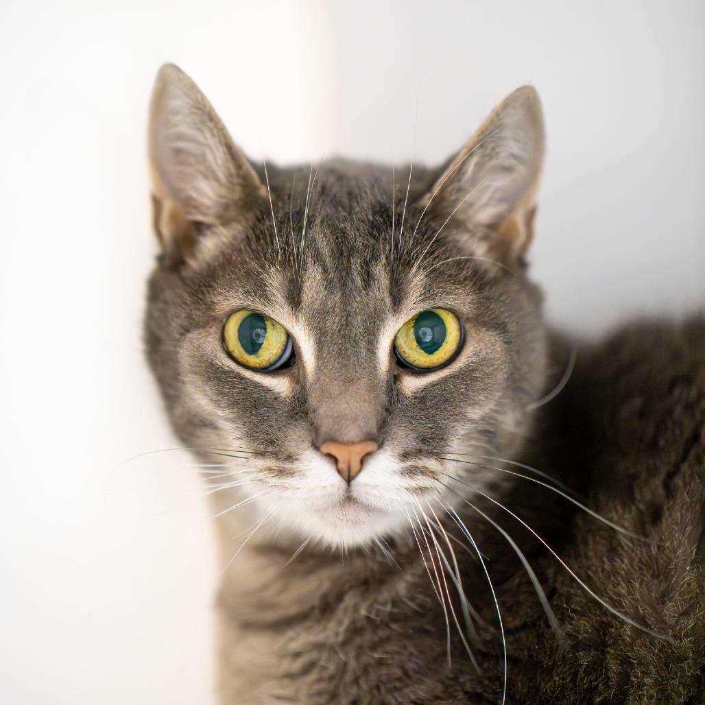 Enlarge Rory, a Adoptable Domestic Short Hair in Albuquerque, NM image 2/4