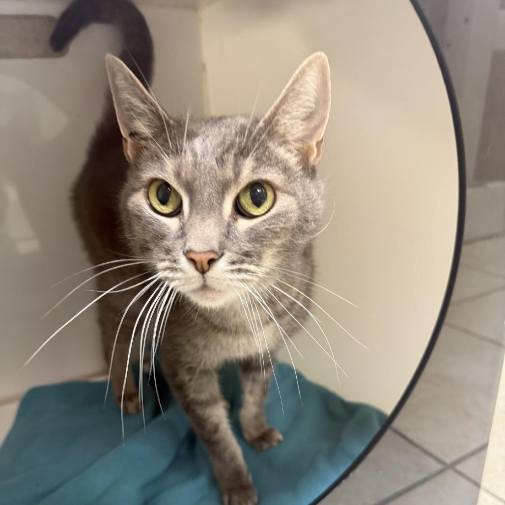 Enlarge Rory, a Adoptable Domestic Short Hair in Albuquerque, NM image 3/4