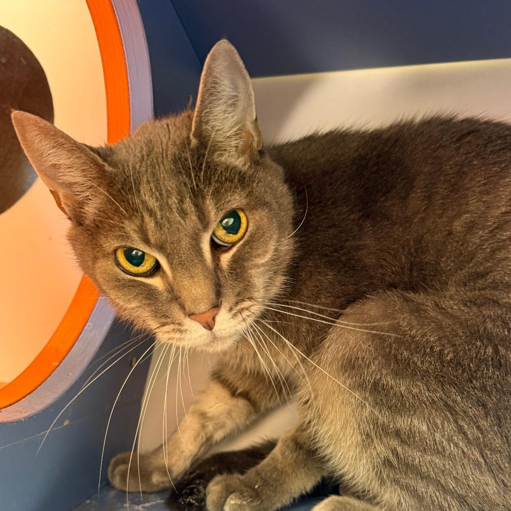 Enlarge Rory, a Adoptable Domestic Short Hair in Albuquerque, NM image 4/4