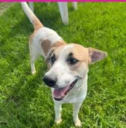 Enlarge Teeka, a ADOPTABLE mixed breed in Sudbury, MA image 1/1