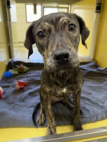 Roxy — thumbnail 2