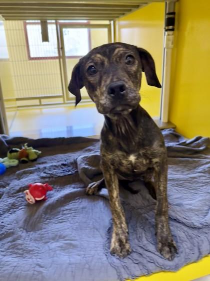 Roxy — thumbnail 3