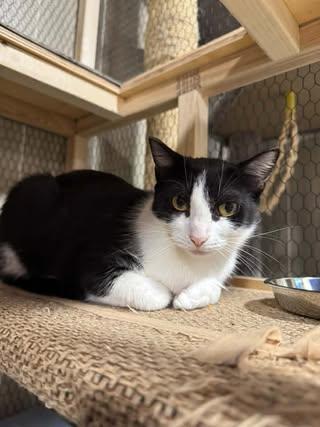 Enlarge Sushi, a Adoptable Domestic Short Hair in Davison, MI image 2/6