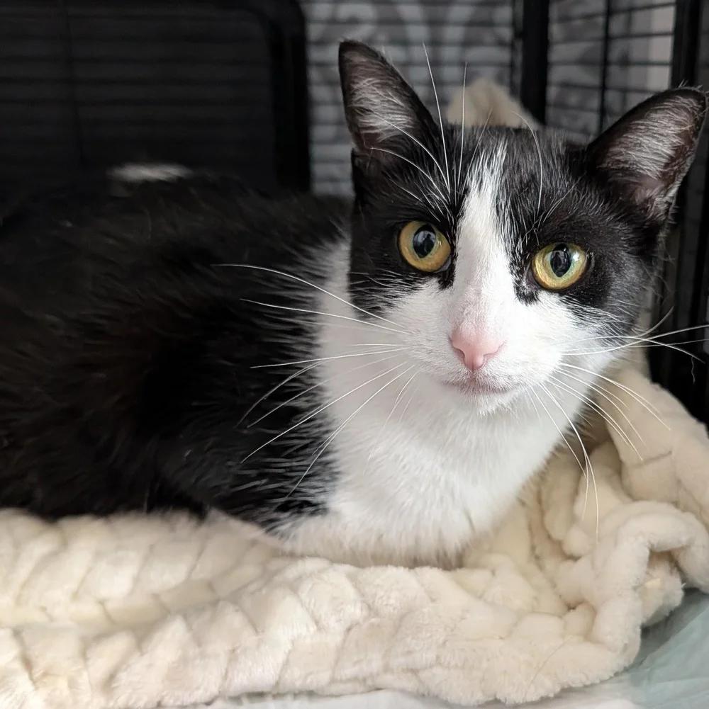 Enlarge Sushi, a Adoptable Domestic Short Hair in Davison, MI image 6/6