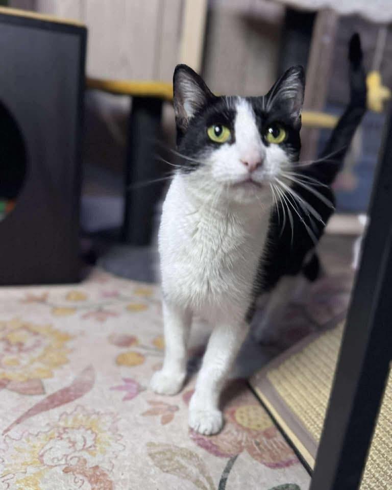 Enlarge Sushi, a ADOPTABLE Domestic Short Hair in Davison, MI image 4/4