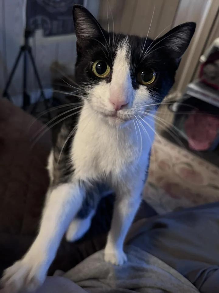 Enlarge Sushi, a Adoptable Domestic Short Hair in Davison, MI image 5/6