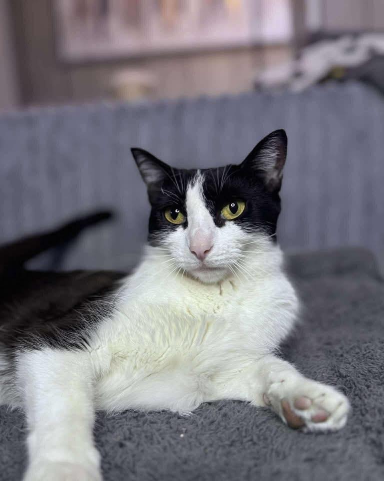 Enlarge Sushi, a ADOPTABLE Domestic Short Hair in Davison, MI image 2/4